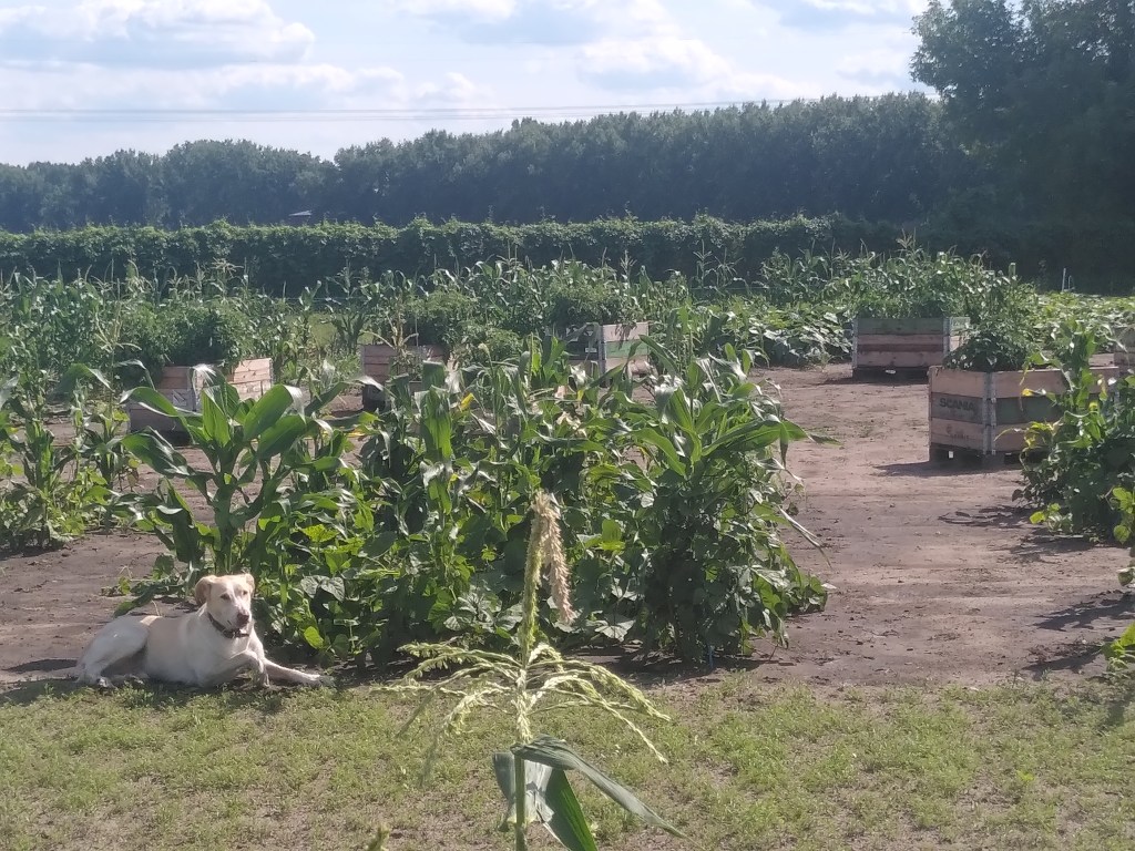 Infoveranstaltungen zum U-Cycle Projekt – Neue Gärtner*innen für die Saison 2025